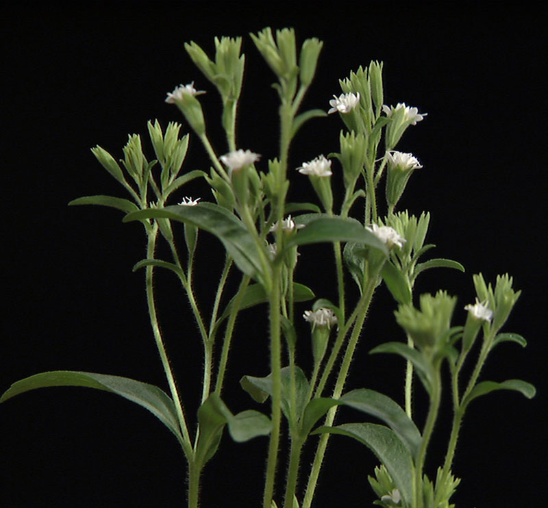 Stevia Central Texas Gardener