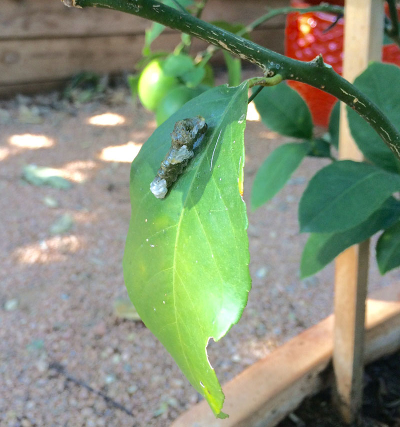 Swallowtail larva on lime tree Christina Pasco CTG