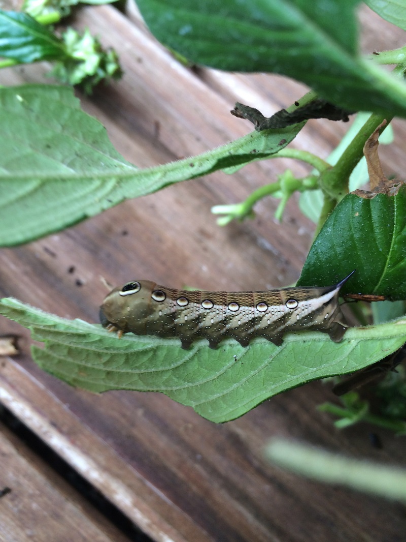 Tersa Sphinx moth Kathy Harte CTG