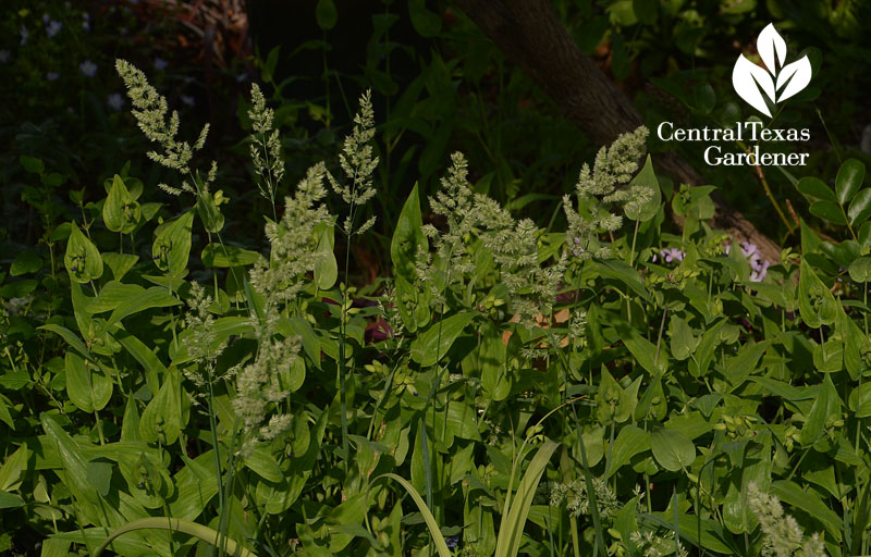 Texas bluegrass Poa flower and false dayflower Central Texas Gardener