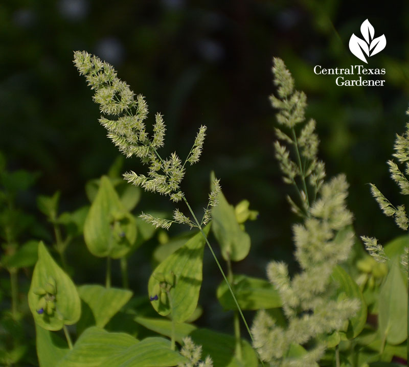 Texas bluegrass Poa flower head Central Texas Gardener