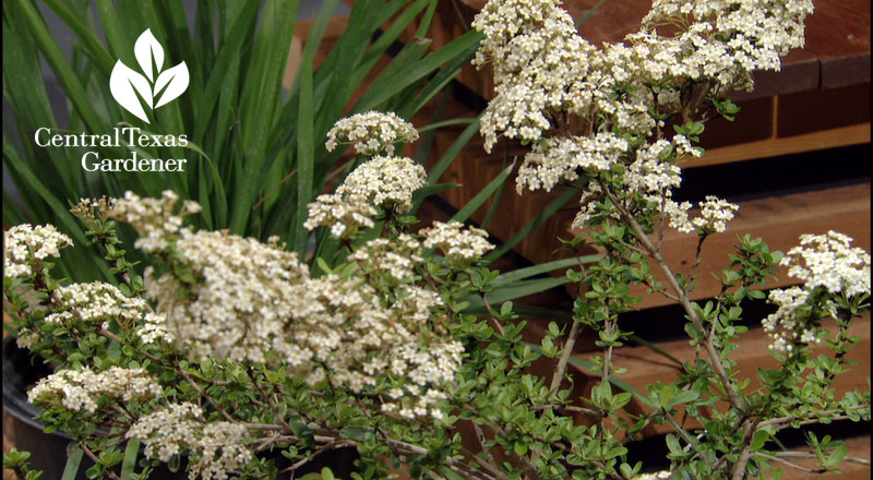 Walter's viburnum Central Texas Gardener