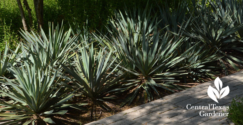 Yucca pallida BELO Central Texas Gardener