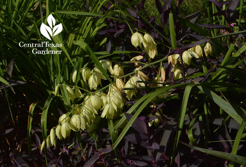 Yucca pallida flower Central Texas Gardener