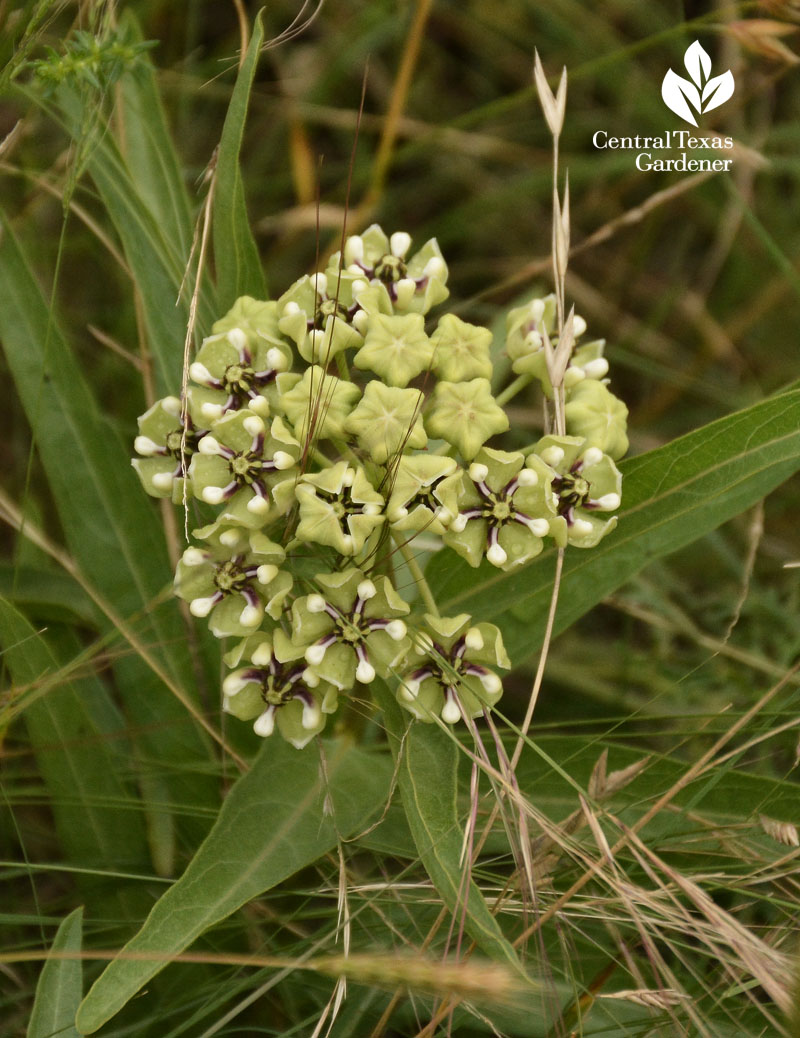 antelope horn milkweed Central Texas Gardener