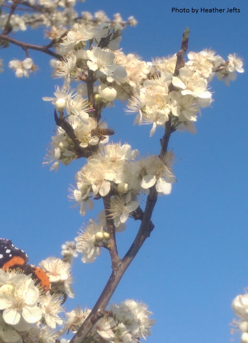bee and Red Admiral butterfly on Mexican plum CTG