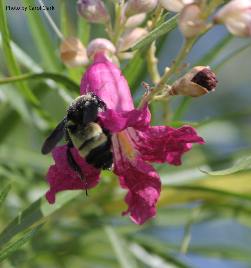 bee desert willow Central Texas Gardener