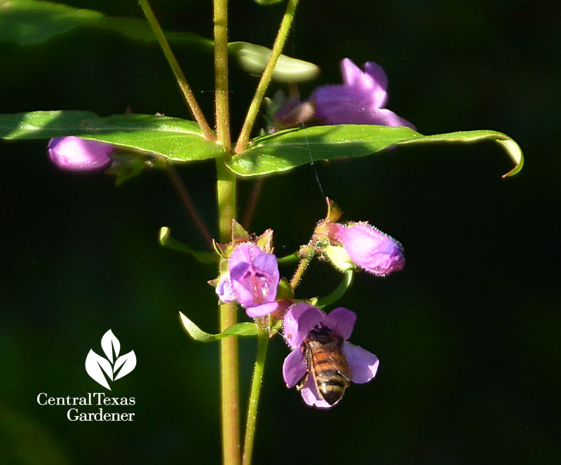 bee on Brazos penstemon Central Texas Gardener