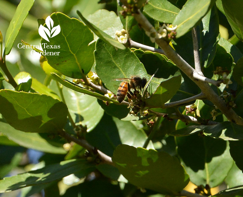 bee on Lynn Lowery yaupon Central Texas Gardener