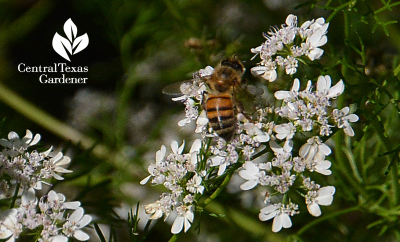 bee on bolting cilantro Central Texas Gardener