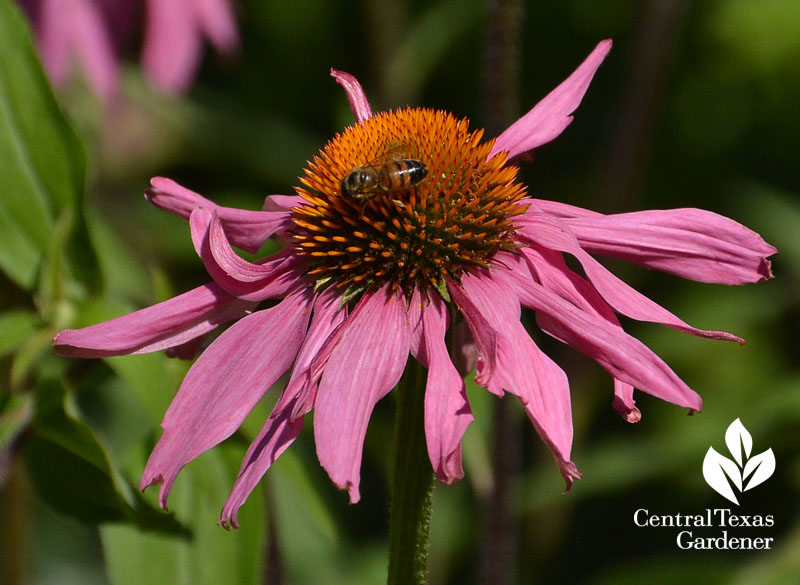 bee on native coneflower Central Texas Gardener