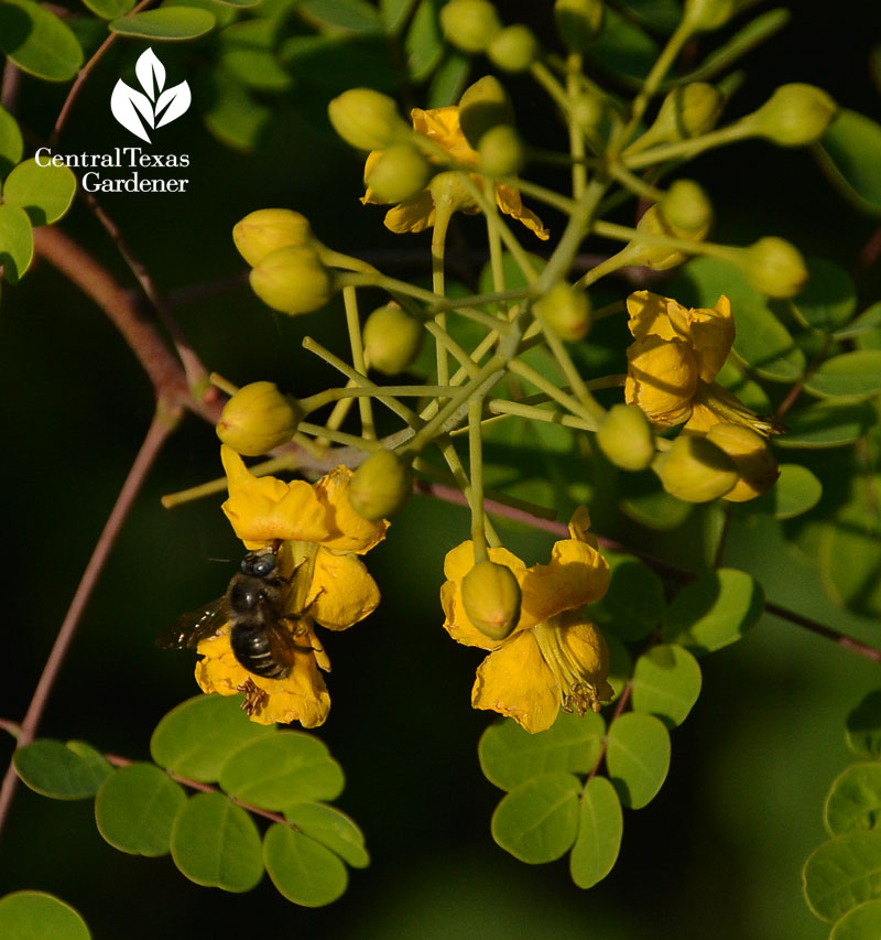 bee on senna Central Texas Gardener