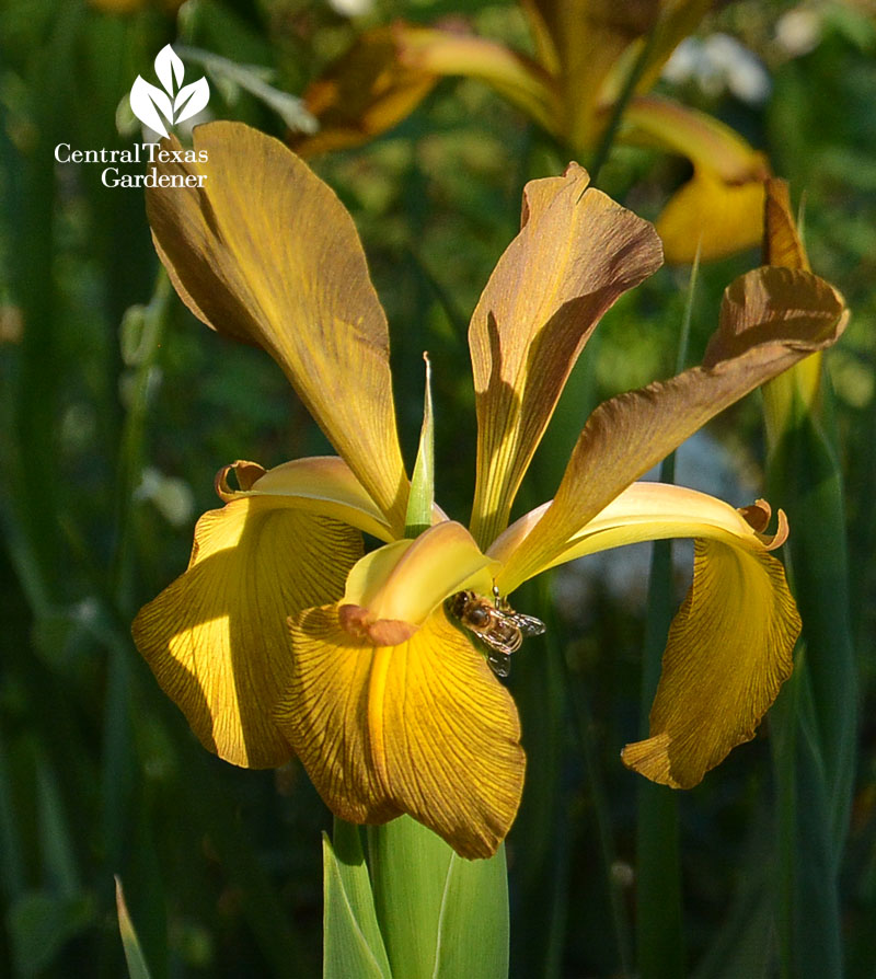 bee spuria iris Central Texas Gardener