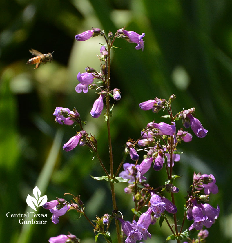 bee zoom Brazos penstemon Central Texas Gardener