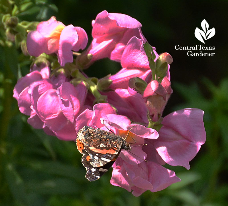 butterfly Red Admiral snapdragon lucinda copy