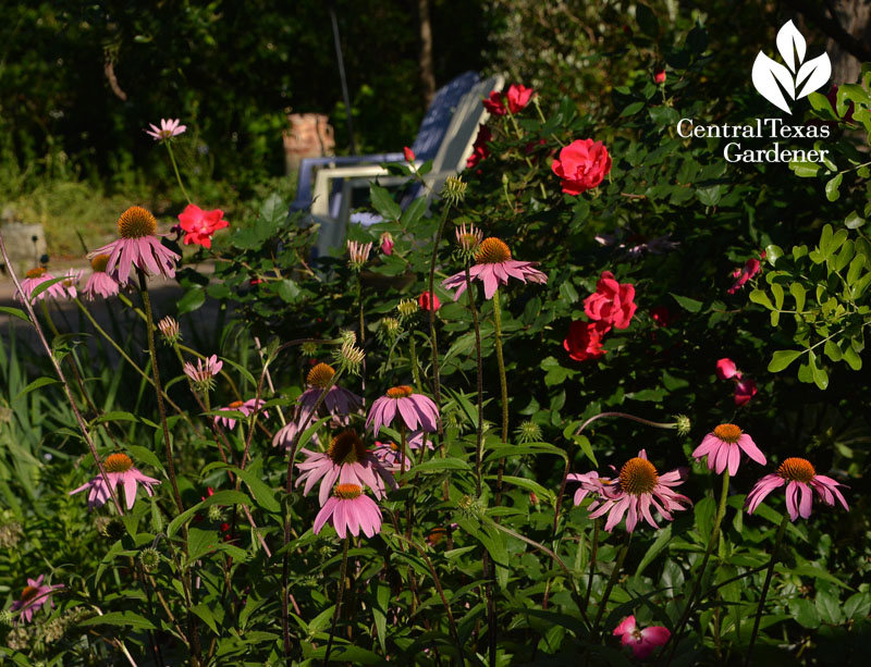 coneflower knock out rose Central Texas Gardener