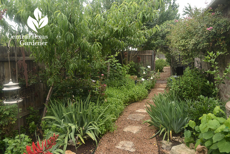 fruit trees berries flowers small garden Central Texas Gardener