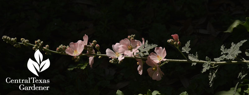 globe mallow Central Texas Gardener