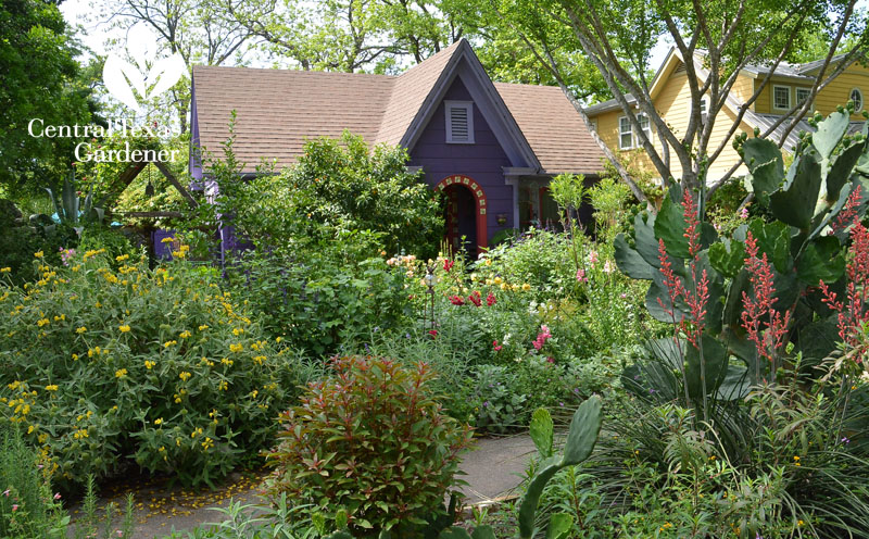 herbal flower front yard Lucinda Hutson Central Texas Gardener