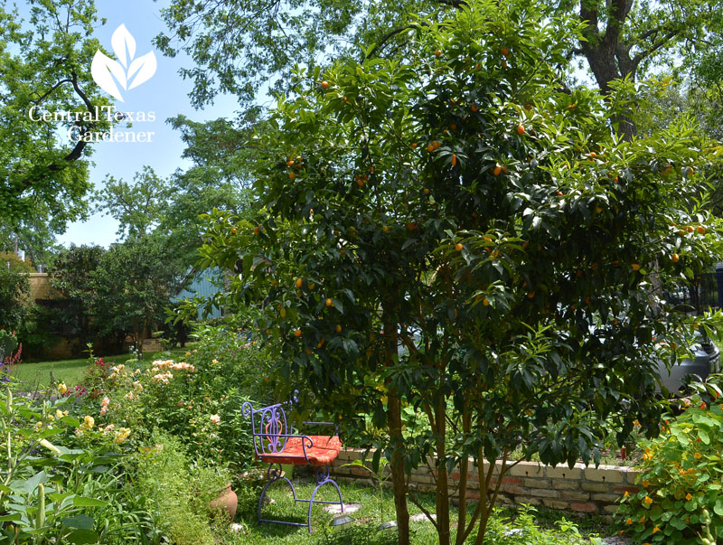 kumquat tree Lucinda Hutson Central Texas Gardener