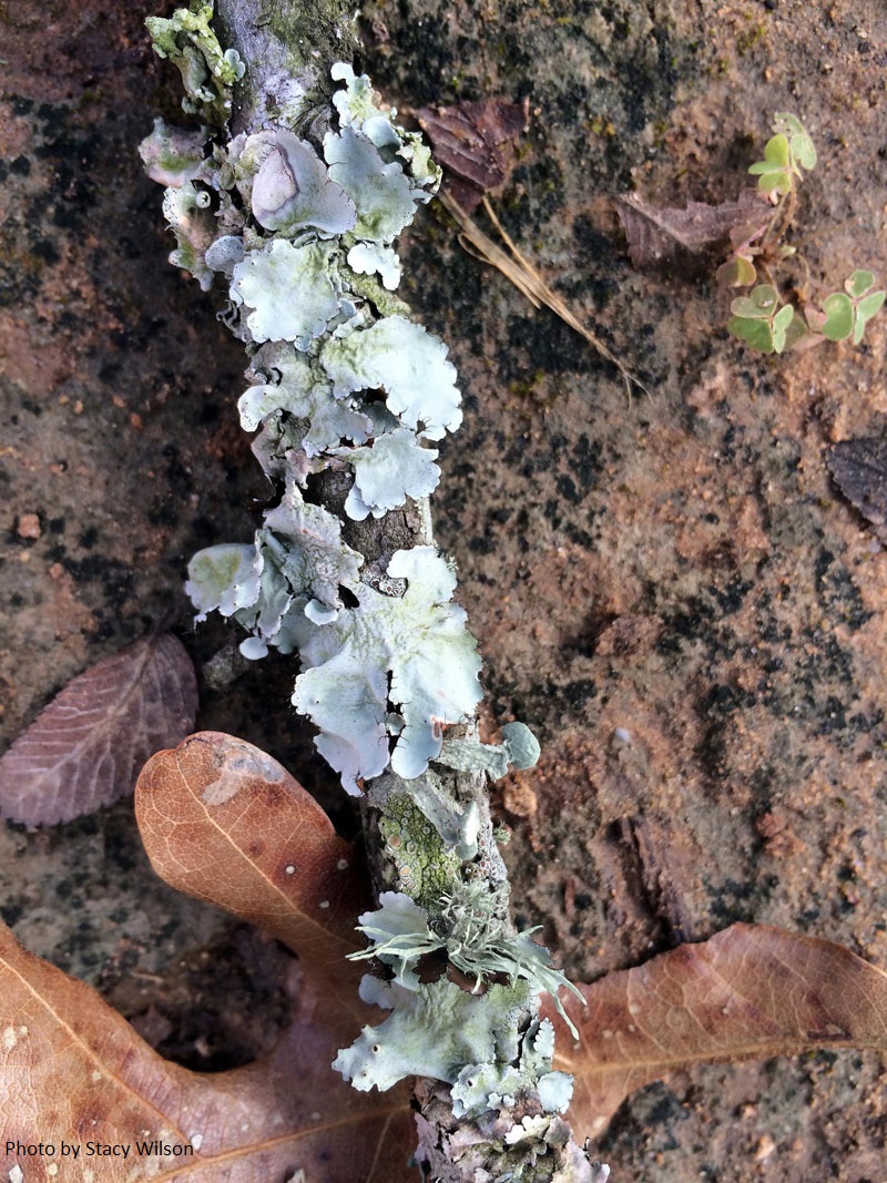 lichen on tree Central Texas Gardener