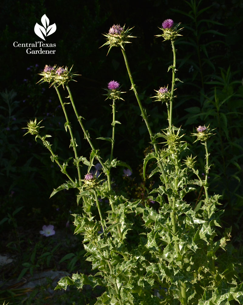 milk thistle Central Texas Gardener