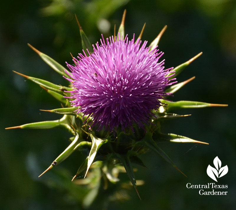 milk thistle flower Central Texas Gardener