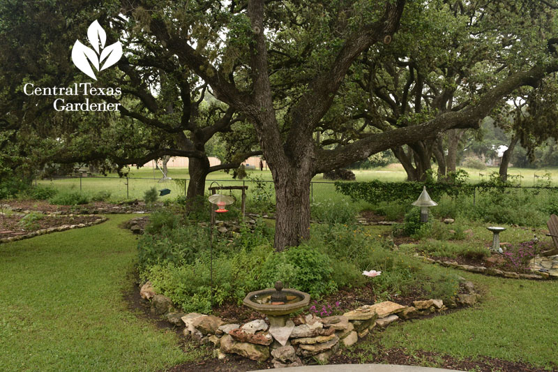 native plant habitat backyard Central Texas Gardener