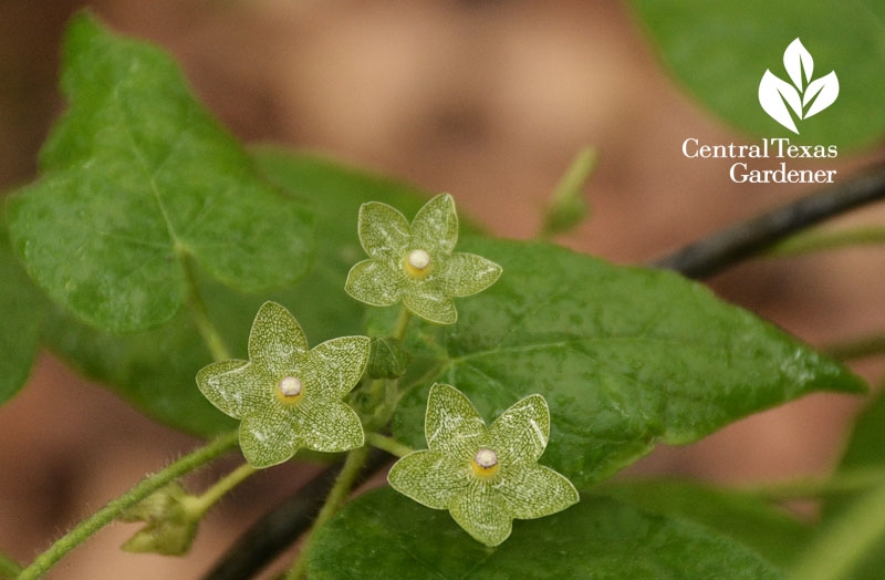 pearl milkweed vine Central Texas Gardener