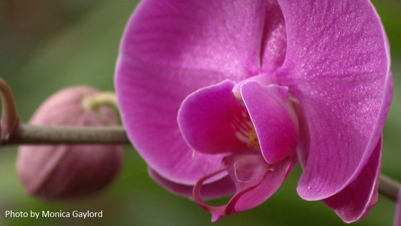 phalonapois orchid Central Texas Gardener