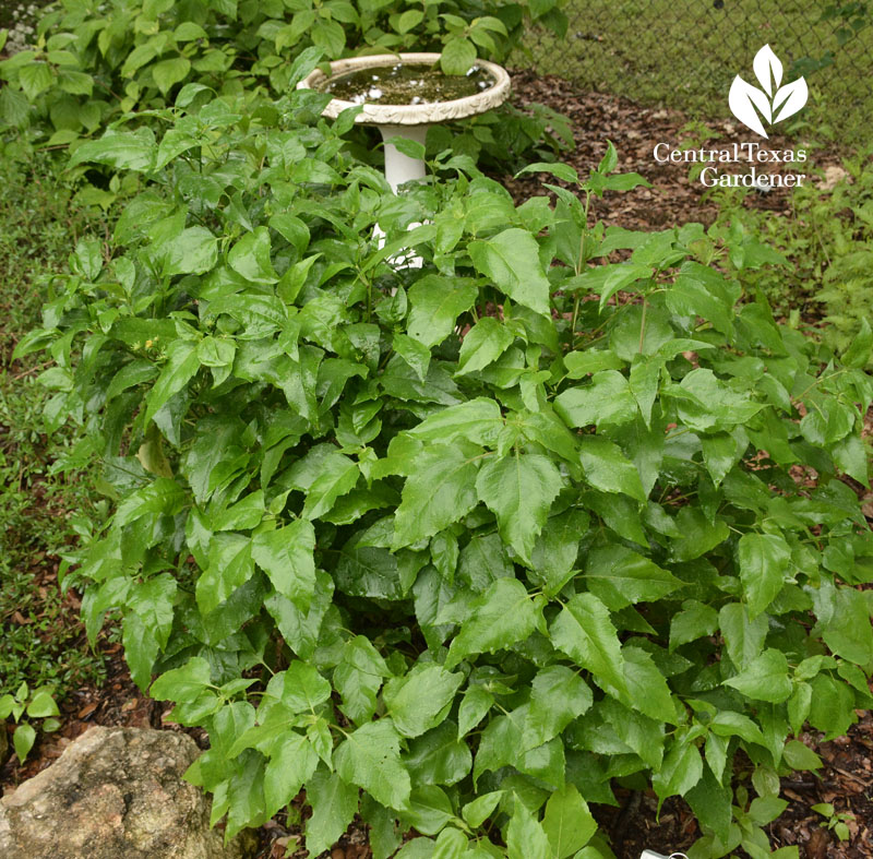 plateau goldeneye native plant Central Texas Gardener