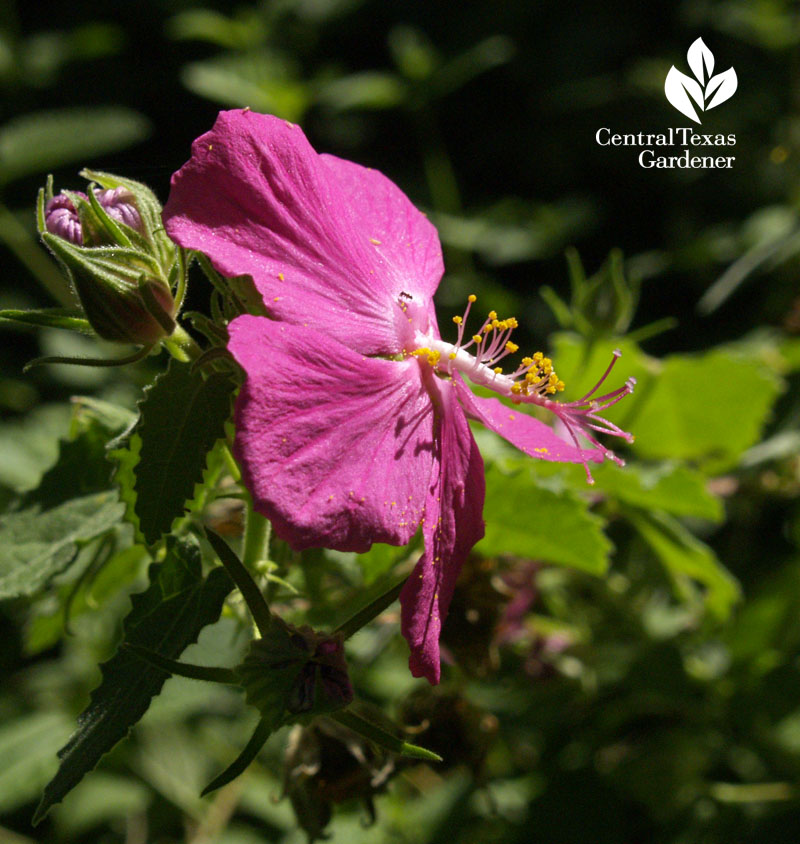 rock rose, native, bees, hummingbirds