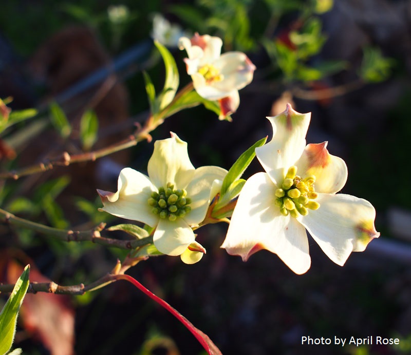 roughleaf dogwood flower Central Texas Gardener