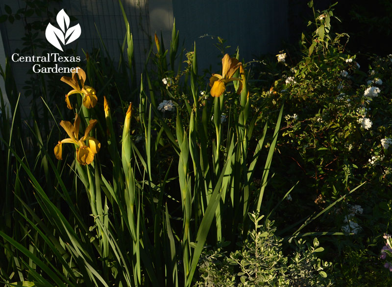 spuria iris Central Texas Gardener