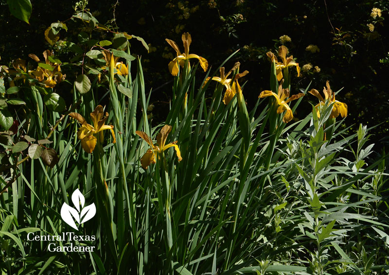 spuria iris and artemisia Central Texas Gardener