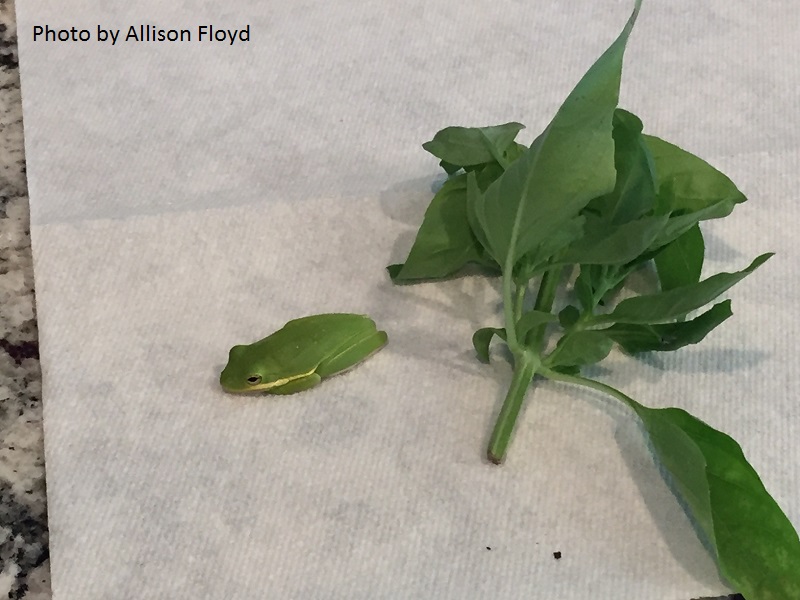 tree frog Central Texas Gardener