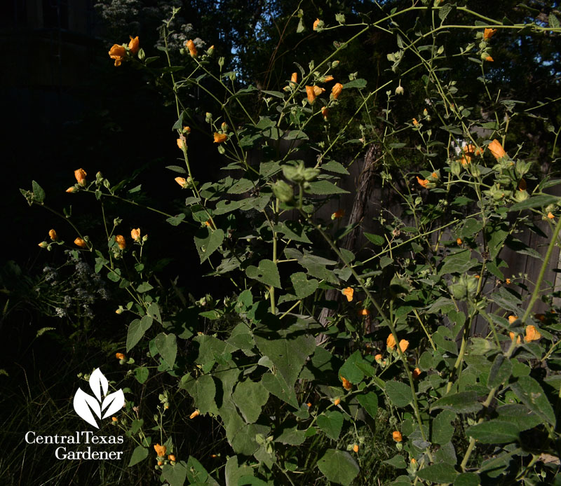 velvet leaf mallow Central Texas Gardener