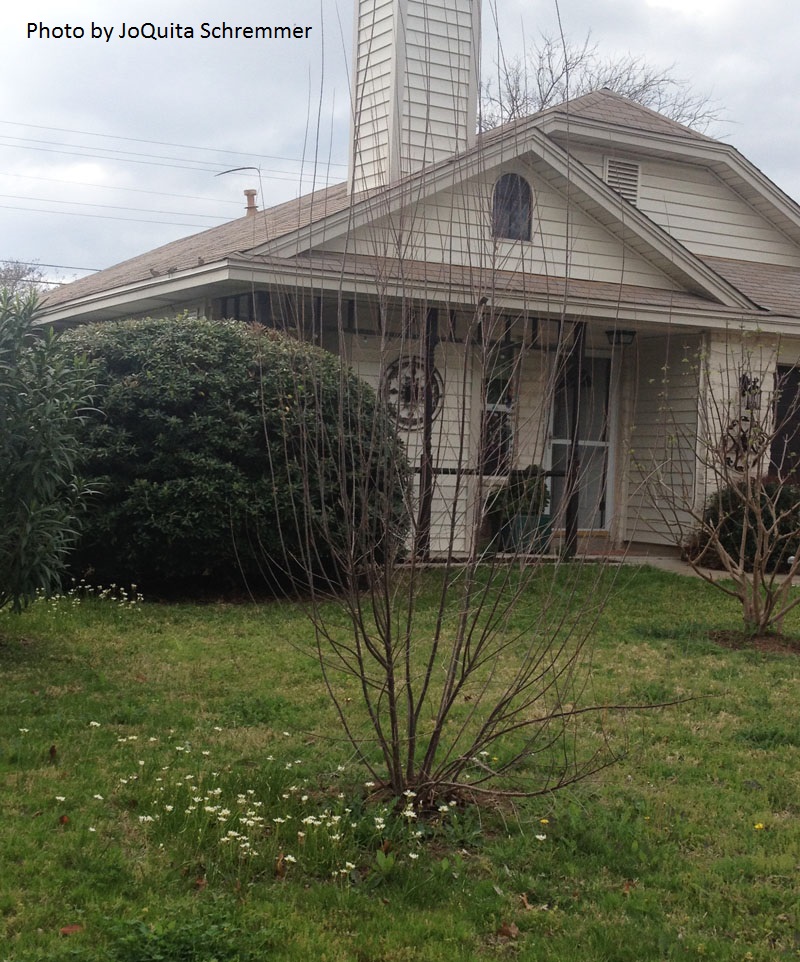 young desert willow Central Texas Gardener