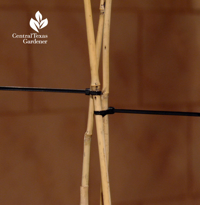 zip ties bamboo stake vegetable container Central Texas Gardener