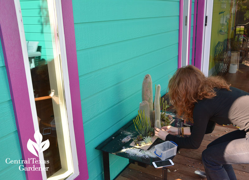 Articulture creating succulent table Central Texas Gardener