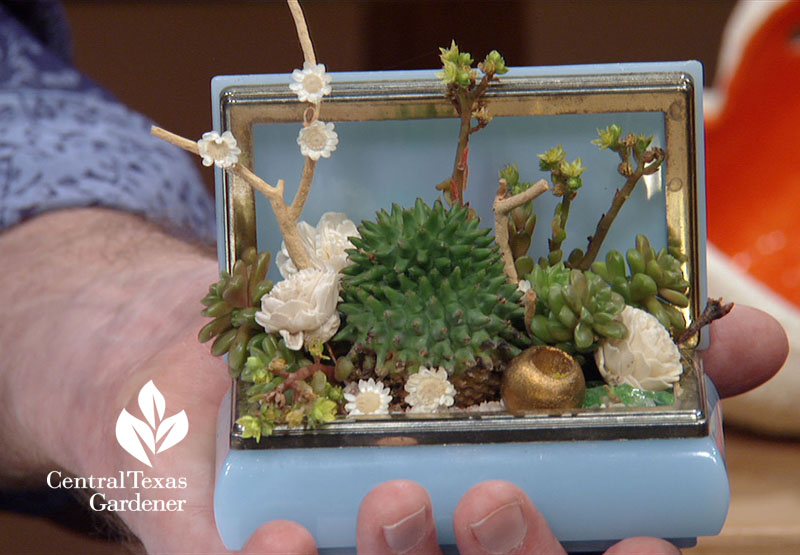 Articulture tiny succulent container Central Texas Gardener