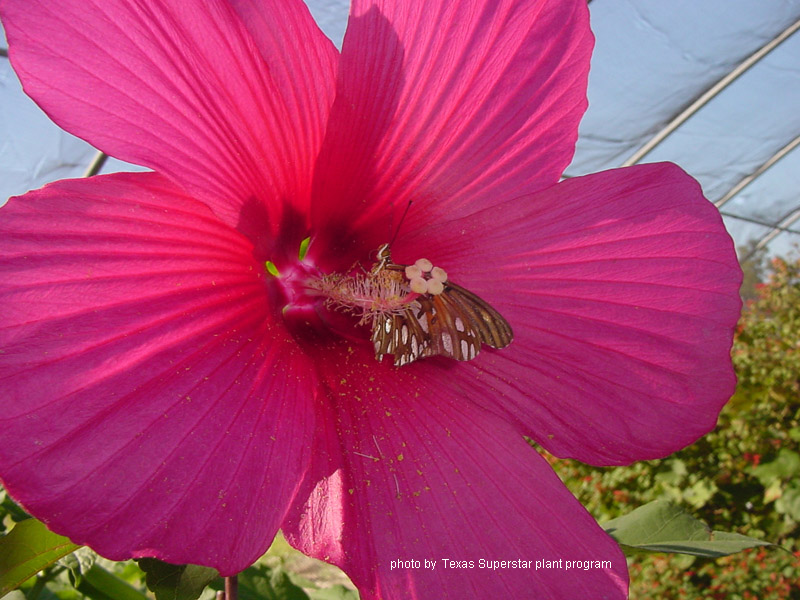 Moy grande hibiscus Central Texas Gardener