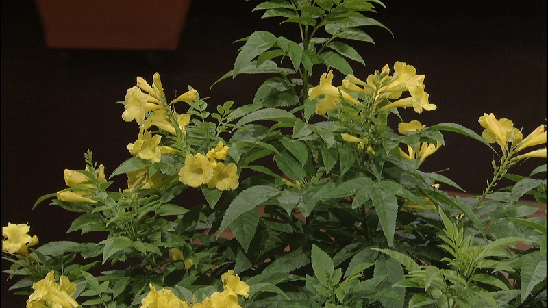 Esperanza 'Lydia' Central Texas Gardener