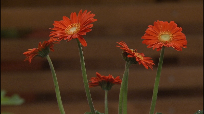 Garvinea series Gerber daisy Central Texas Gardener