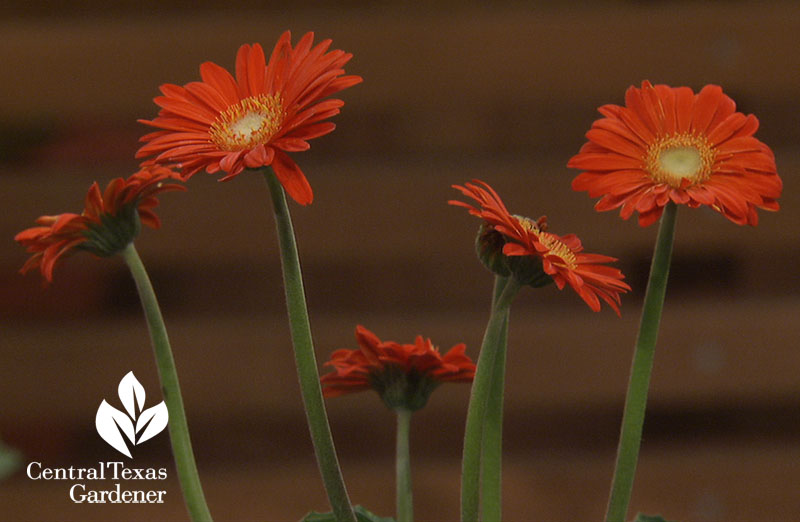 Garvinea series gerber daisies Central Texas Gardener