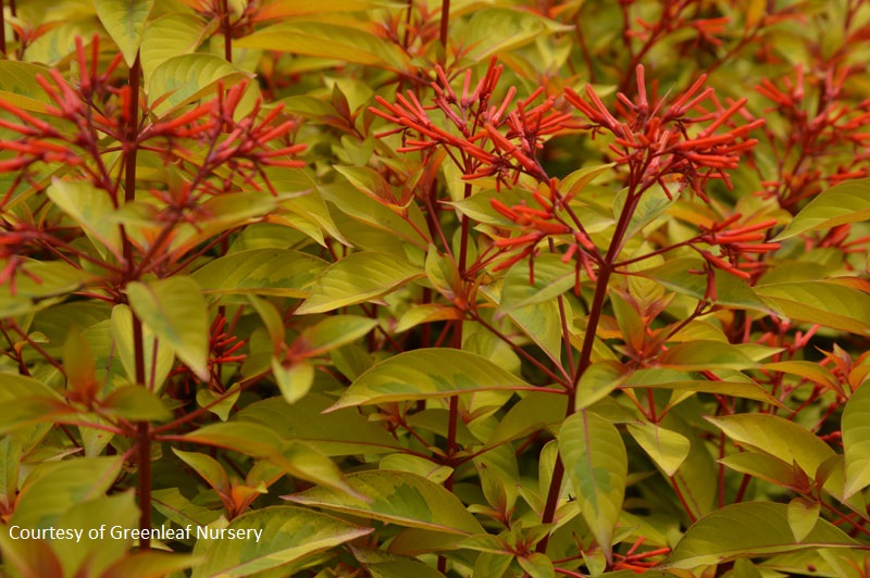 Hamelia Lime Sizzler Central Texas Gardener