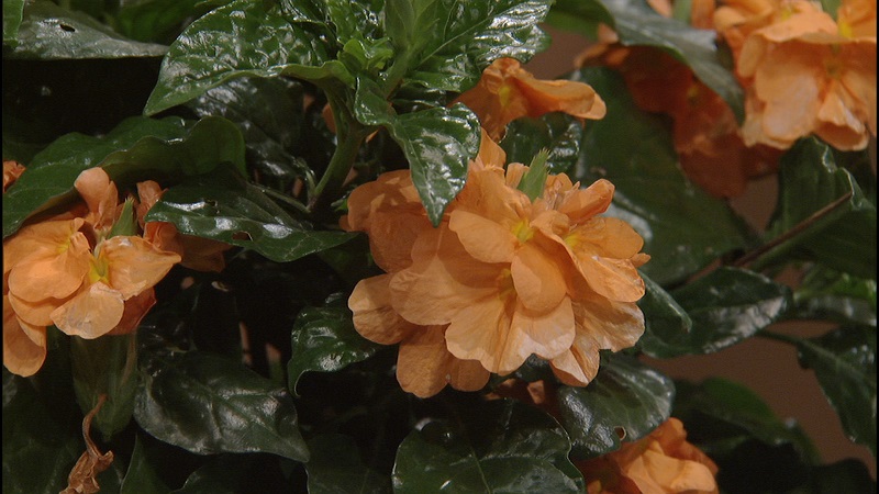 'Orange Marmalade' crossandra Central Texas Gardener