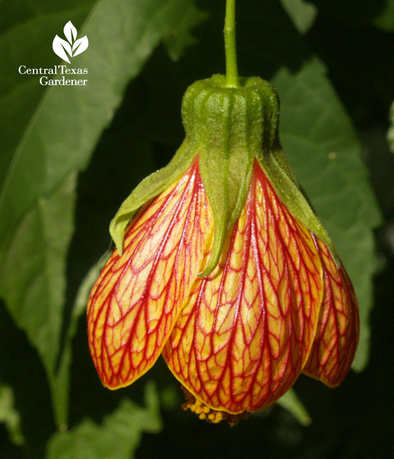 Patrick's abutilon Central Texas Gardener