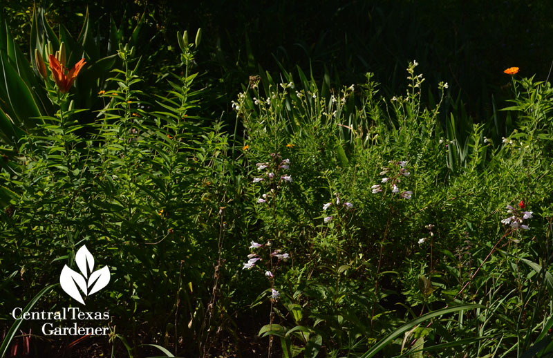 Penstemon cobaea and salvias Central Texas Gardener