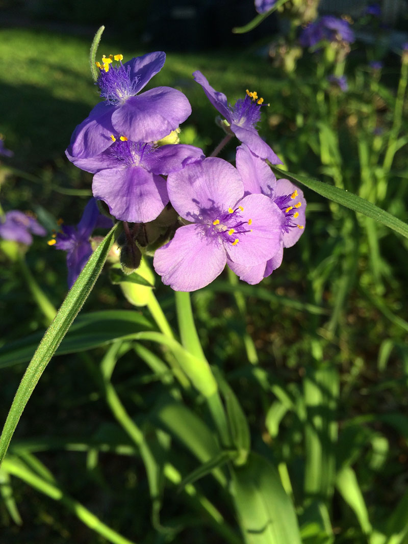 Spiderwort Tradescantia gigantea Central Texas Gardener